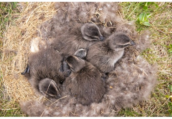 Cassenz dekbed eiderdons Monet